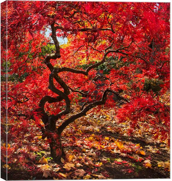 Blazing Japanese Maple Canvas Print by angie vogel