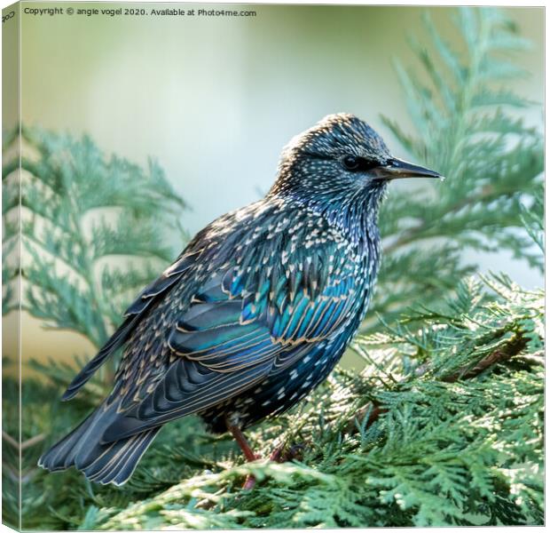 European Starling Canvas Print by angie vogel