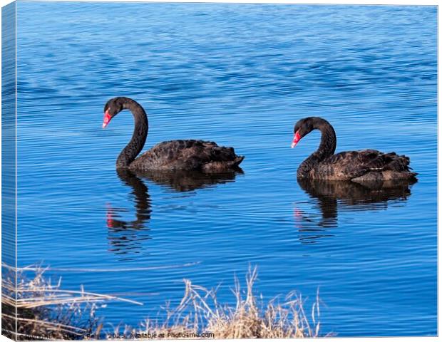 Black Swans 2, Canberra, Australia Canvas Print by Steven Ralser