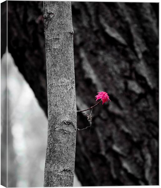 Spring Growth Canvas Print by Steven Ralser