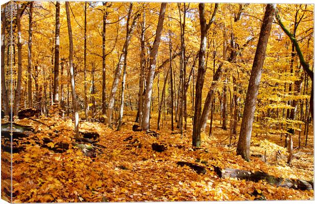 Arboretum trail Canvas Print by Steven Ralser