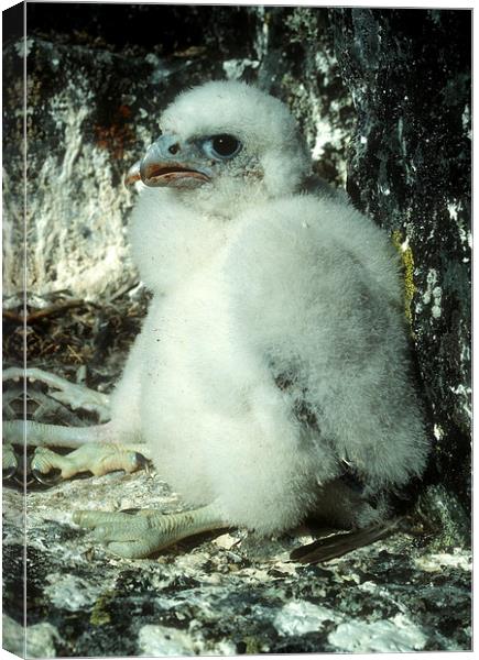 peregrine falcon Canvas Print by Steven Ralser