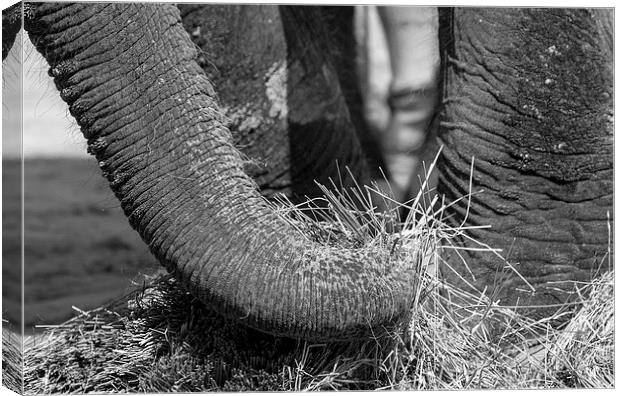 Elephant Eating Canvas Print by Steven Ralser