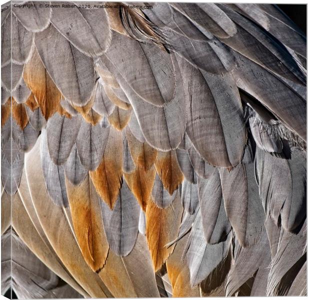 Sandhill Crane Feather Detail 1 Canvas Print by Steven Ralser
