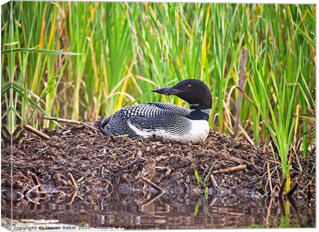 Loon on Nest, Central Mains Canvas Print by Steven Ralser
