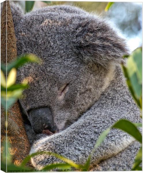 Sleeping Koala Canvas Print by Steven Ralser