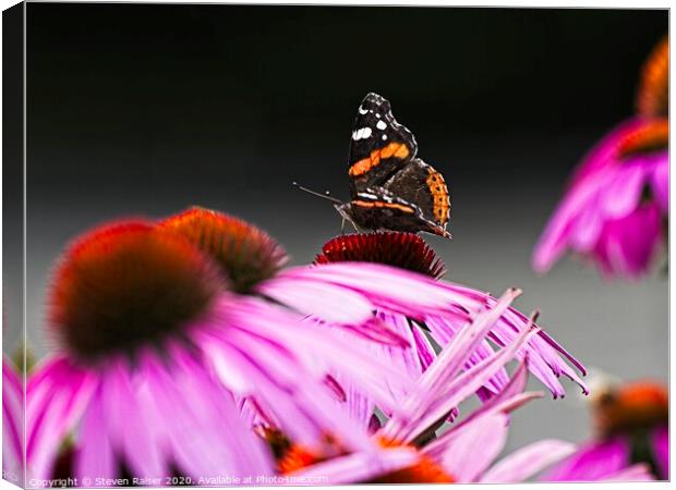 Red Admiral Butterfly on Echinacae Canvas Print by Steven Ralser