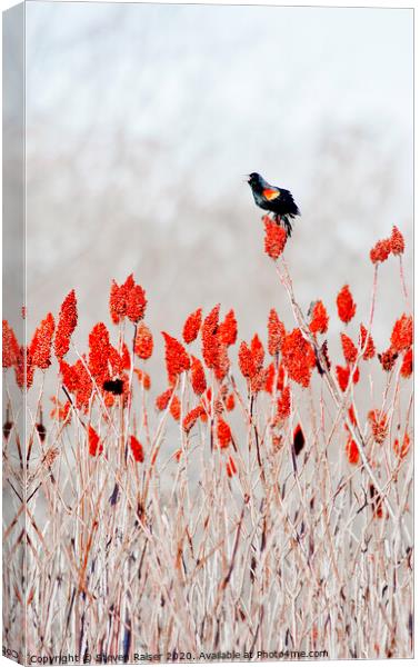 Rred-winged blackbird on sumac Canvas Print by Steven Ralser