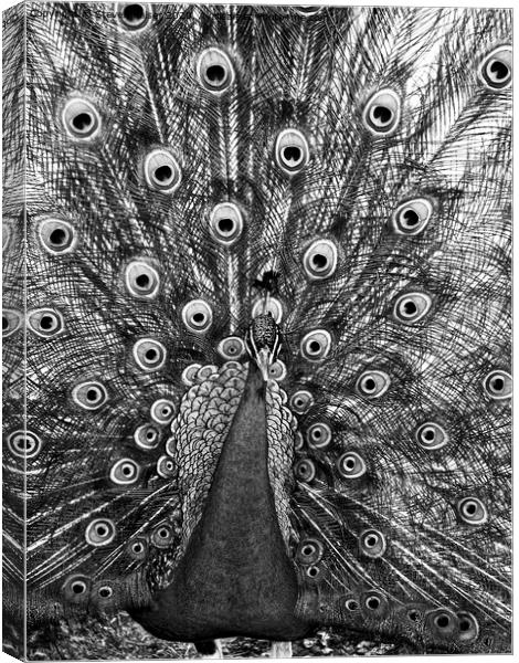 Peacock in Black and White Canvas Print by Steven Ralser