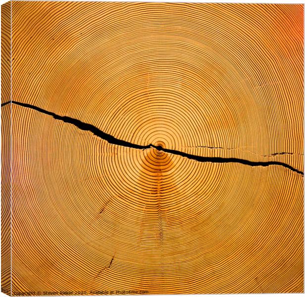 Tree Rings Canvas Print by Steven Ralser