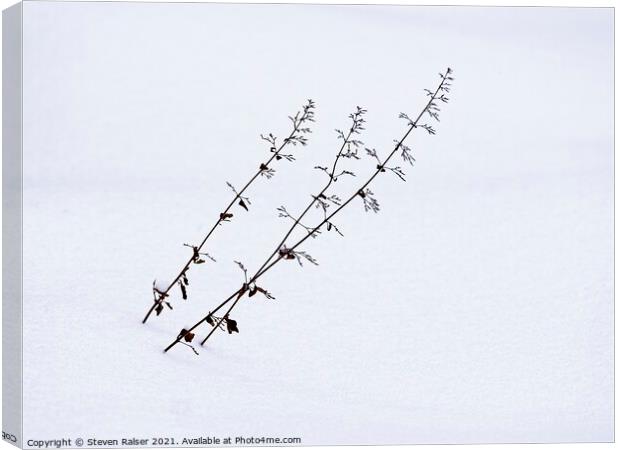 Flower stalks in snow Canvas Print by Steven Ralser