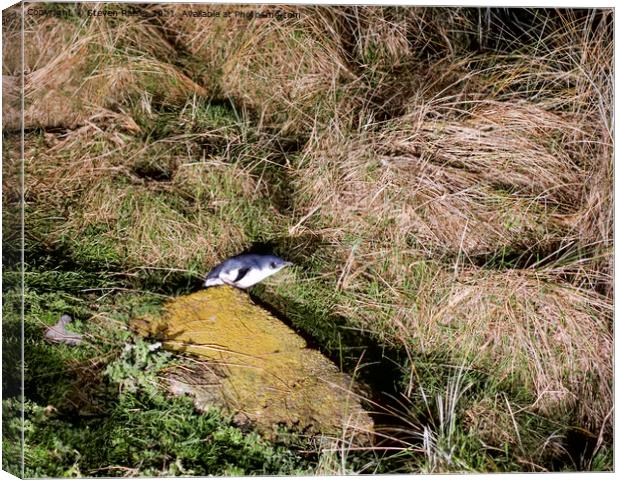 Little Blue Penguin - New Zealand Canvas Print by Steven Ralser