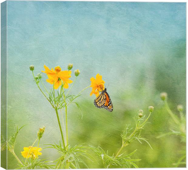In The Garden - Monarch Butterfly Canvas Print by Kim Hojnacki