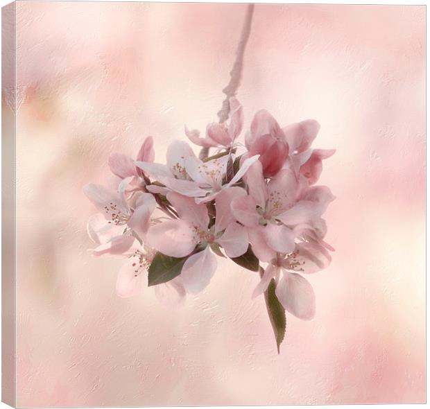 Ode to Spring Canvas Print by Kim Hojnacki