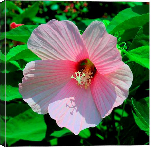 Pink Hibiscus Canvas Print by Pamela Briggs-Luther