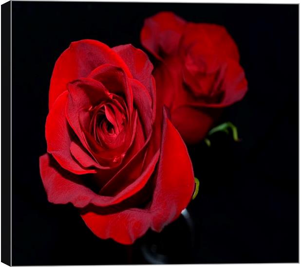 Double Red Roses Canvas Print by Pamela Briggs-Luther