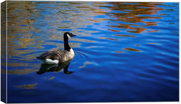 Goose on blue waters Canvas Print by Michael Gibson