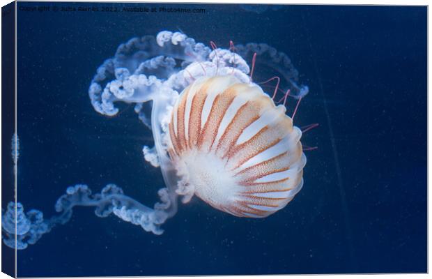 Sea Nettle Canvas Print by Juha Remes