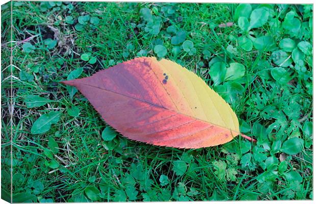 First leaf of the Autumn Canvas Print by Juha Remes