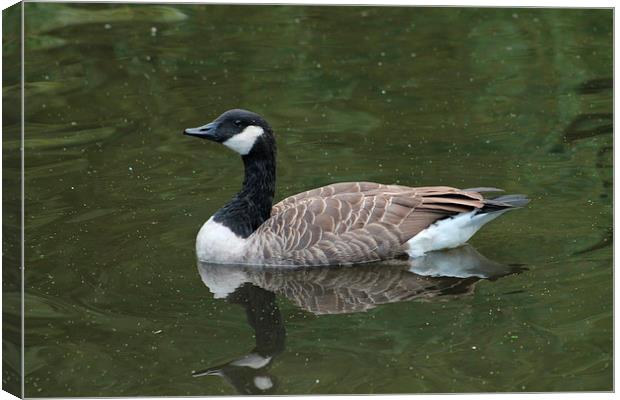 Canada Goose swimming in green water, Manchester, Canvas Print by Juha Remes