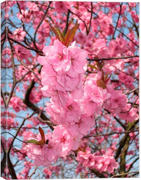 Cherry Blossoms in the Spring Canvas Print by Juha Remes