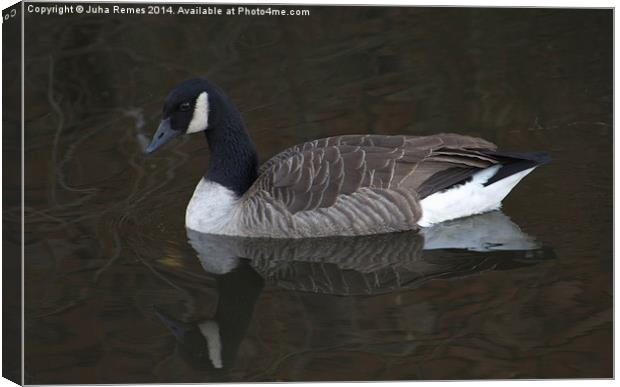 Canada Goose with Full Reflection Canvas Print by Juha Remes