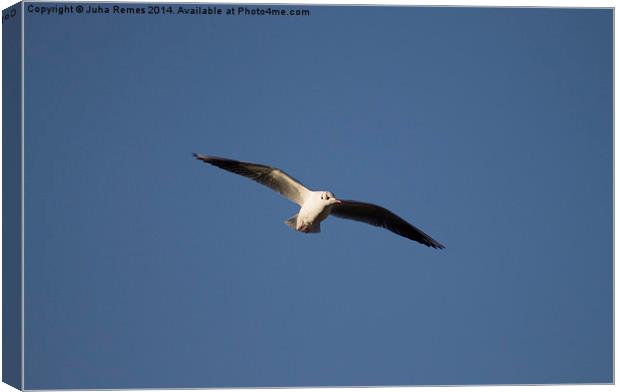 Flying Seagull Canvas Print by Juha Remes