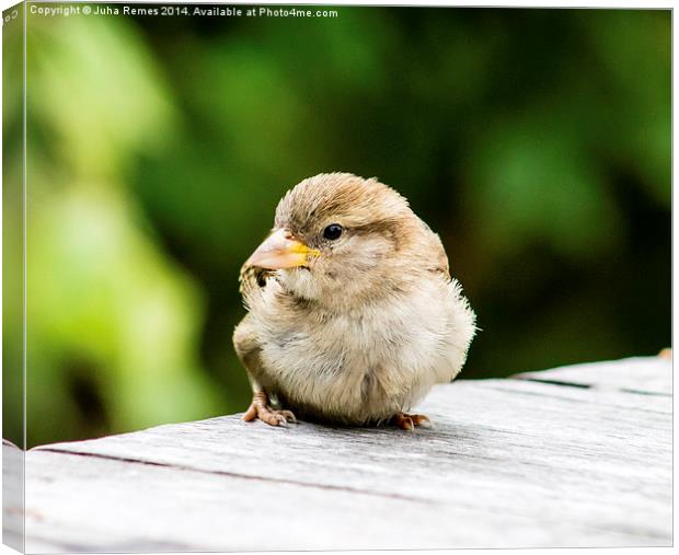 House Sparrow Canvas Print by Juha Remes