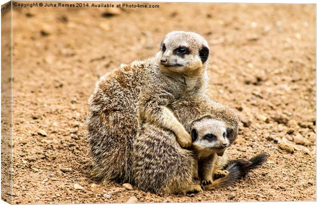 Adult Meerkat and Cubs  Canvas Print by Juha Remes