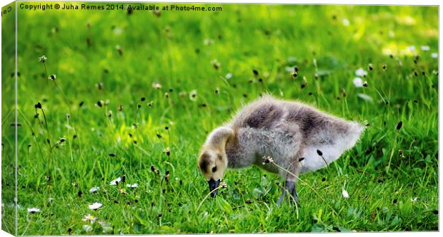 Baby Gosling Canvas Print by Juha Remes