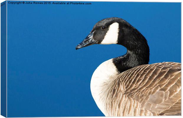 Canada Goose Canvas Print by Juha Remes