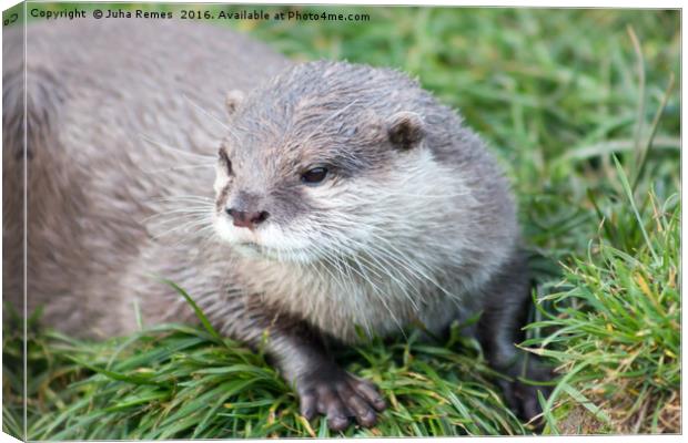 Asian Short Clawed Otter Canvas Print by Juha Remes