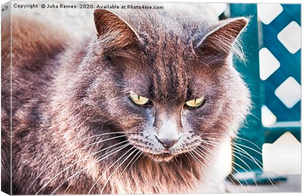 Street Cat Canvas Print by Juha Remes