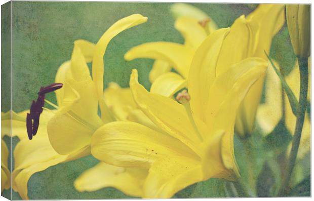 Lily on Texture Canvas Print by Nicole Rodriguez