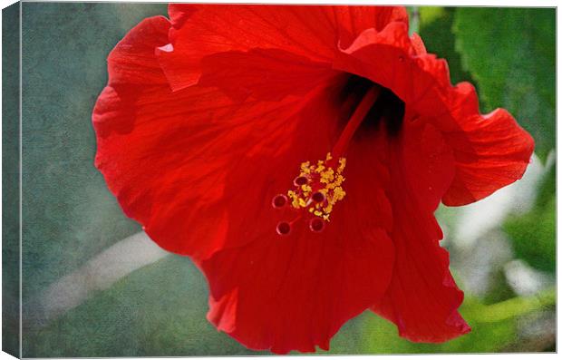 Vibrant Hibiscus Canvas Print by Nicole Rodriguez