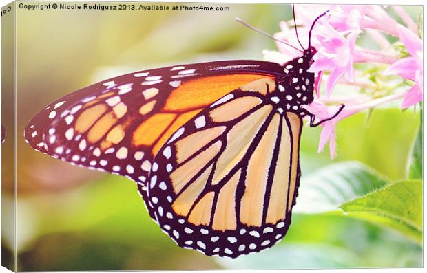 Sunny Butterfly Canvas Print by Nicole Rodriguez