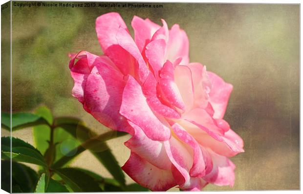Rose into the Sunlight Canvas Print by Nicole Rodriguez