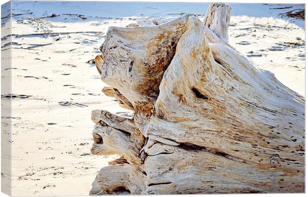 Driftwood Canvas Print by Nicole Rodriguez