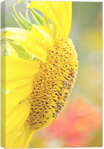 Essence of a Sunflower Canvas Print by Nicole Rodriguez