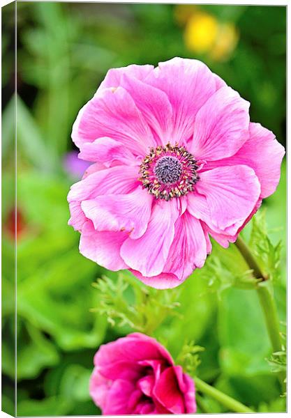 Anemone Beauty Canvas Print by Nicole Rodriguez