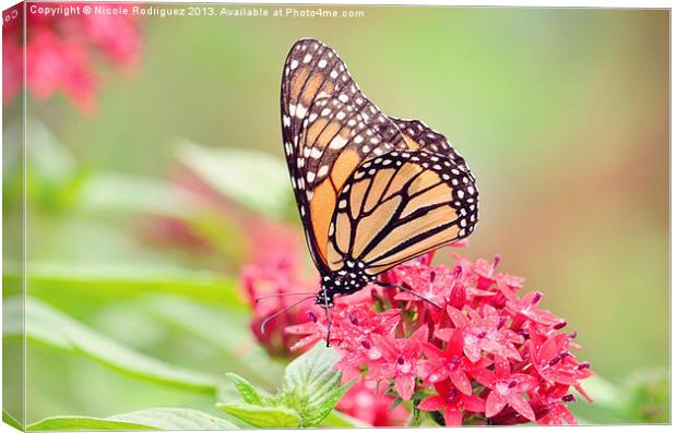 Peaceful Butterfly 2 Canvas Print by Nicole Rodriguez