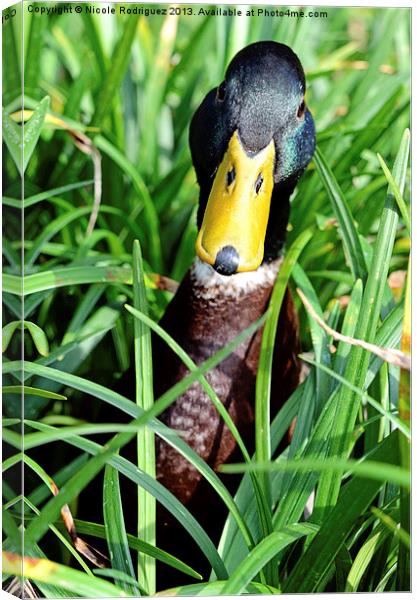 Mallard In The Grass Canvas Print by Nicole Rodriguez