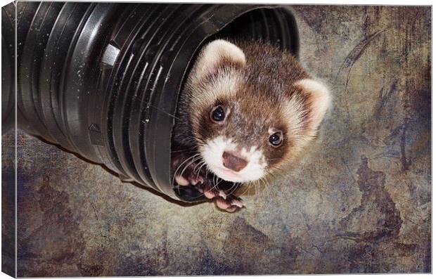 Ferret at Play Canvas Print by Nicole Rodriguez