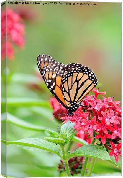 Peaceful Butterfly Canvas Print by Nicole Rodriguez