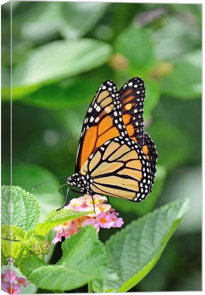 Monarch Butterfly Canvas Print by Nicole Rodriguez