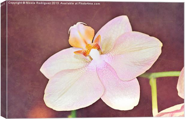 Quiet Orchid Canvas Print by Nicole Rodriguez