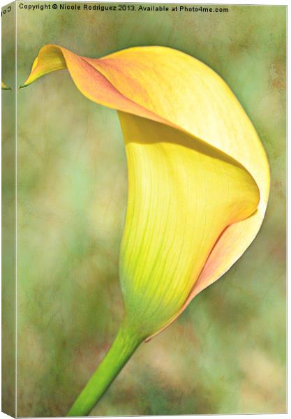 CallaLily60 Canvas Print by Nicole Rodriguez
