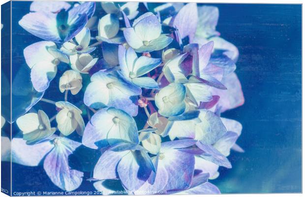 Mophead Hydrangea Filtered Blue Canvas Print by Marianne Campolongo