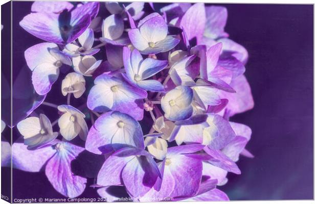 Mophead Hydrangea Filtered Purple Canvas Print by Marianne Campolongo