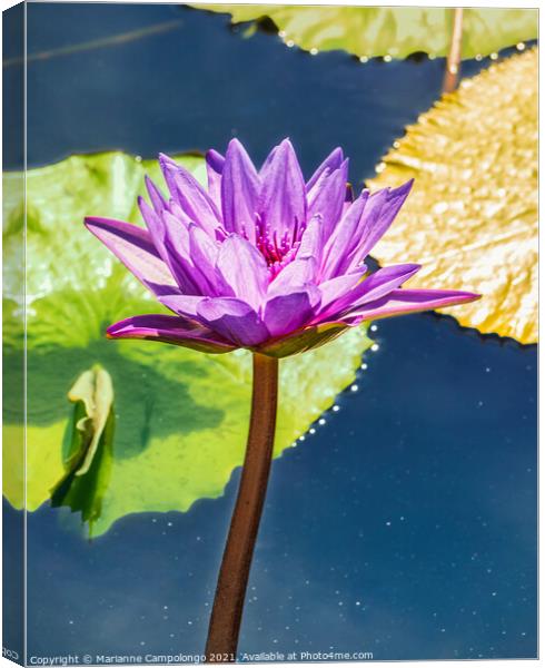 Blooming Purple Water Lily Canvas Print by Marianne Campolongo
